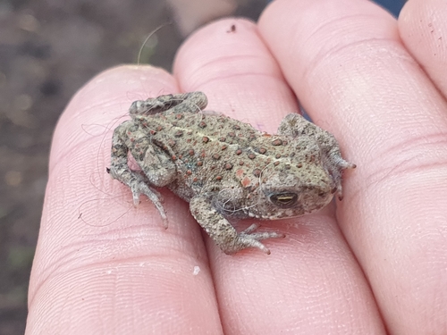 Natterjack Toad, 6701 HC Wageningen, Alankomaat, photo 7 of 10