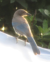 Aphelocoma californica