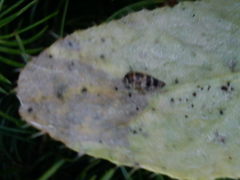 Planaphrodes nigritus