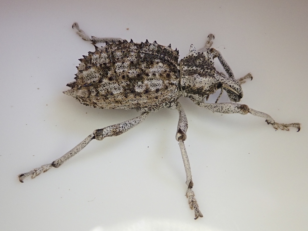 Cylydrorhinus horridus