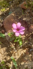 Moraea versicolor