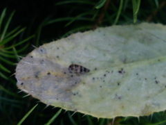 Planaphrodes nigritus