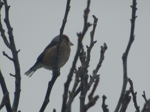 Hawfinch (Coccothraustes coccothraustes), photo 10