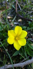 Moraea versicolor