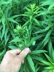 Asphondylia solidaginis