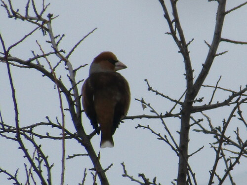 Picogordo común (Coccothraustes coccothraustes)