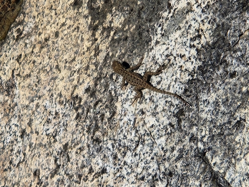iNaturalist observation photo of Western Fence Lizard
