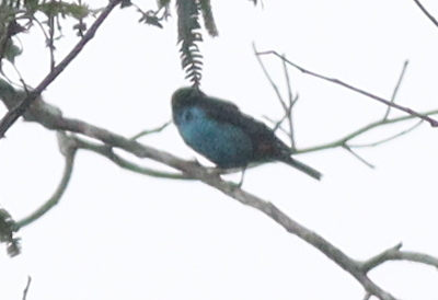 Paradise Tanager (Tangara chilensis), photo 6