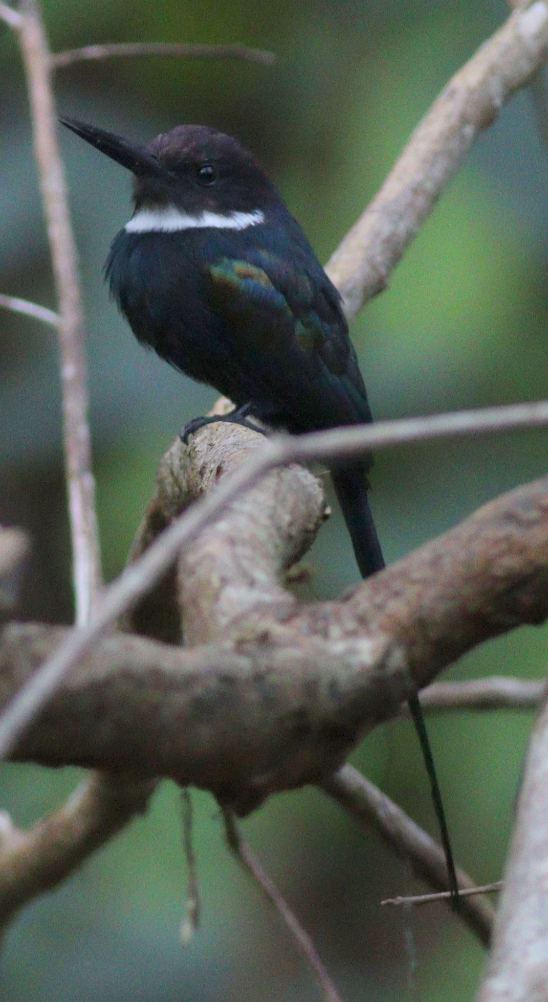 Paradise Jacamar (Galbula dea), photo 1