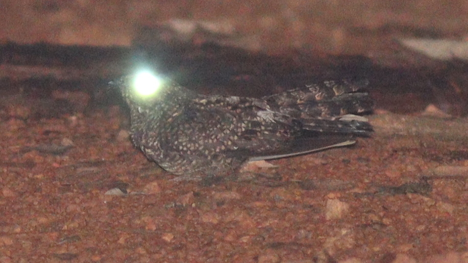 Blackish Nightjar (Nyctipolus nigrescens), photo 1