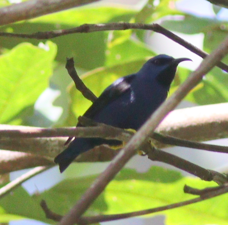 Purple Honeycreeper (Cyanerpes caeruleus), photo 8