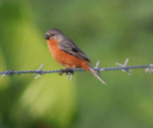Ruddy-breasted Seedeater (Sporophila minuta), photo 10