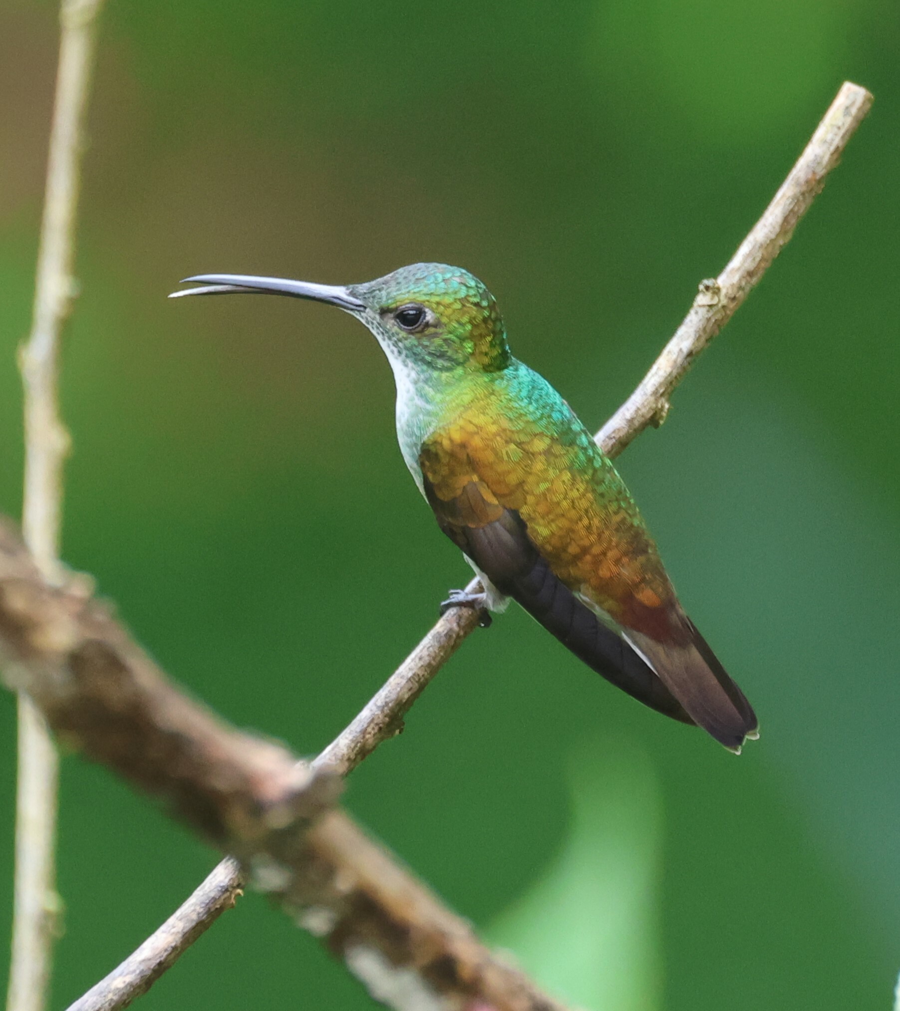 White-chested Emerald (Chrysuronia brevirostris), photo 10