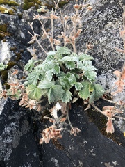 Potentilla villosa