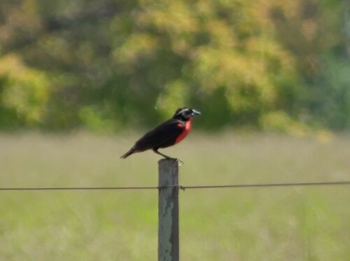 White-browed Meadowlark