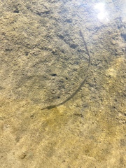 Syngnathus rostellatus