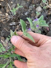 Trichostema oblongum
