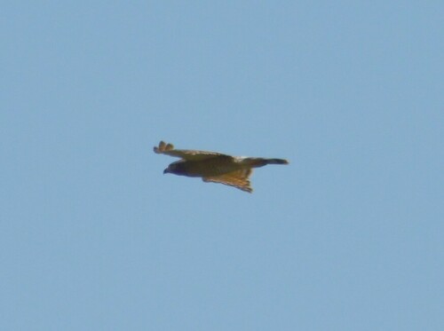 Roadside Hawk