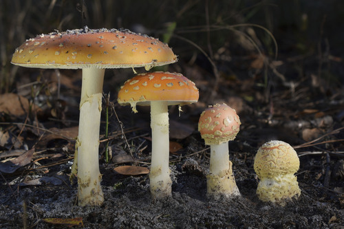 Peach-Colored Fly Agaric