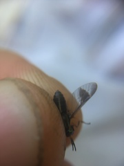 Chrysops univittatus