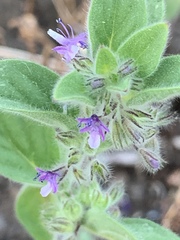 Trichostema oblongum