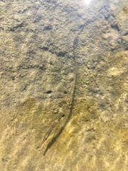 Syngnathus rostellatus