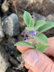 Trichostema oblongum
