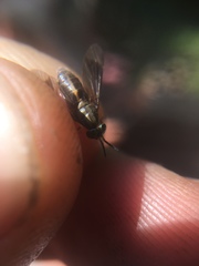 Chrysops univittatus