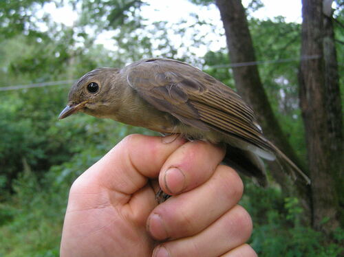 Blue-and-white Flycatcher