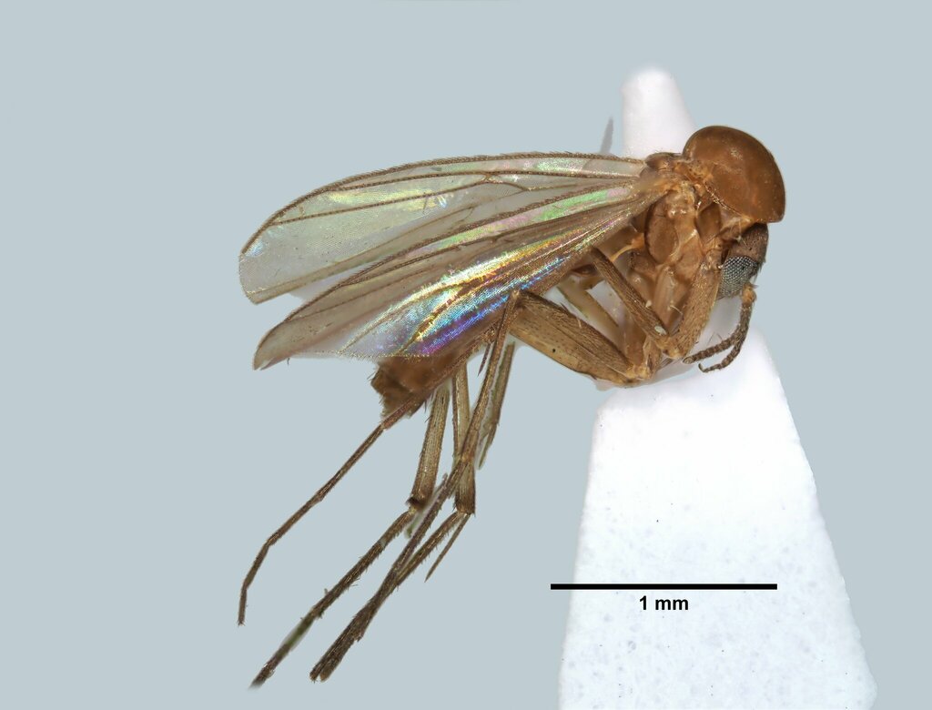 Anatella