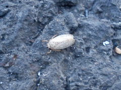 Allygidius abbreviatus