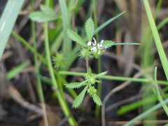 Trifolium variegatum geminiflorum
