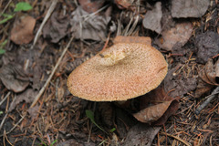 Suillus lakei