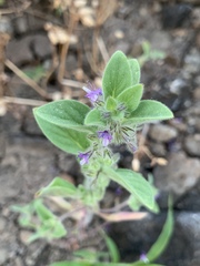 Trichostema oblongum