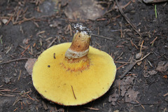 Suillus lakei