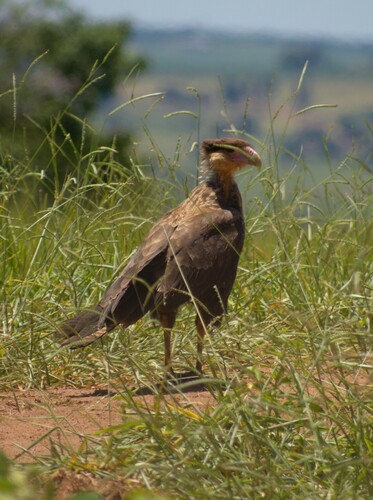 Crested Caracara