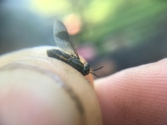 Chrysops univittatus