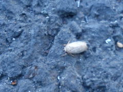 Allygidius abbreviatus