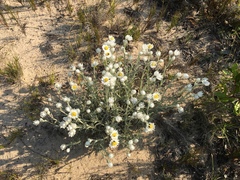 Achyranthemum argenteum
