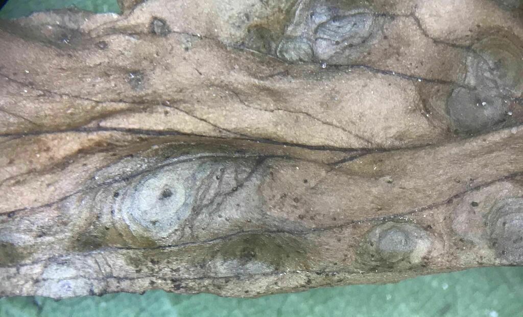 Phoma epilobii-parviflori