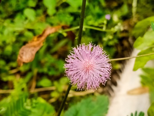 Mimosa pudica