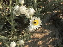 Achyranthemum argenteum