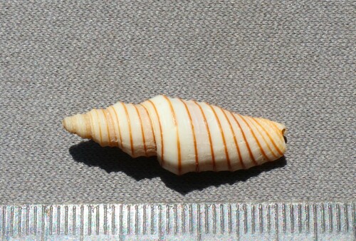 Subcancilla hindsii, 2000-02-19