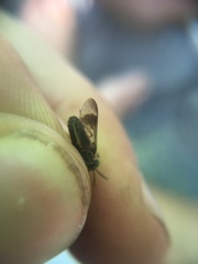 Chrysops univittatus