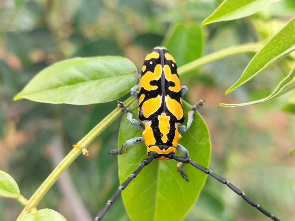 Tragocephala variegata