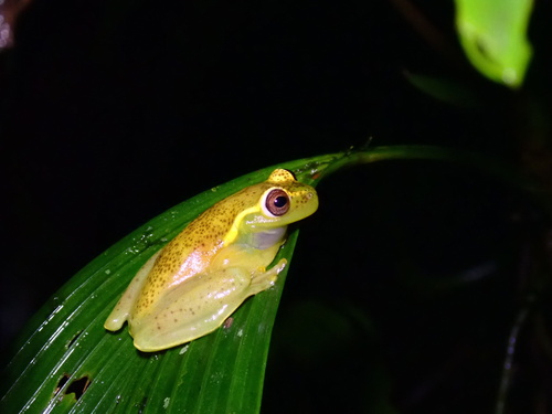 La Loma Treefrog, Hyloscirtus colymba