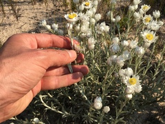 Achyranthemum argenteum