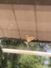 Elophila icciusalis