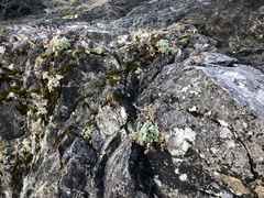 Potentilla villosa