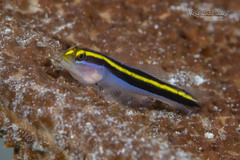 Yellownose Goby photo 2